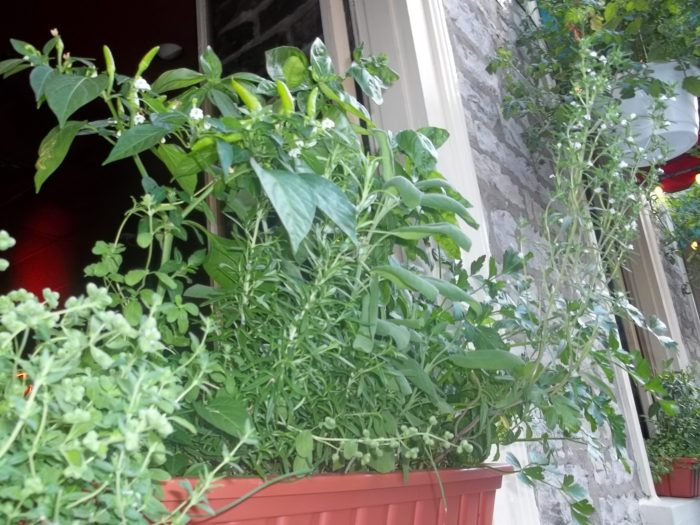 plants-that-repel-bugs